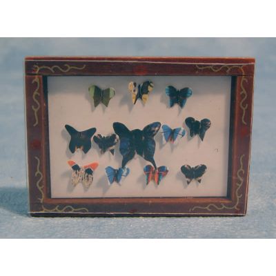Butterfly Display Box