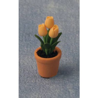 Tulips in Pot