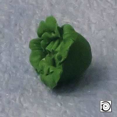 Cabbage  / lettuce