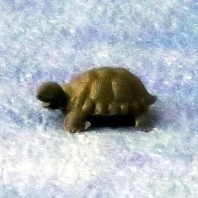 Small Tortoise, Pk 2