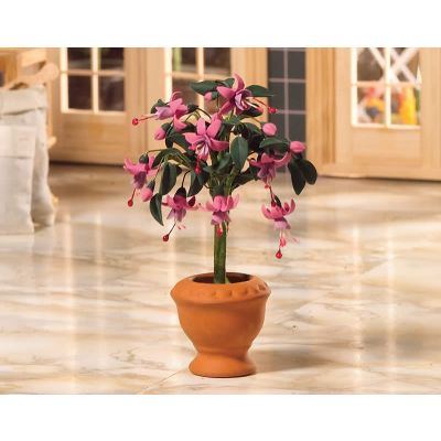 Standard Fuchsia Plant                                      