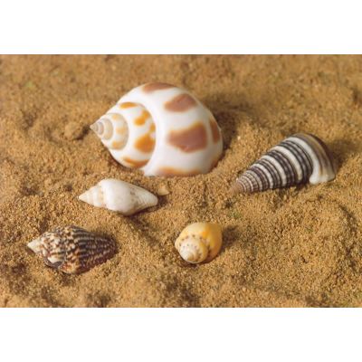 Sea Shells, 5 pcs                                           