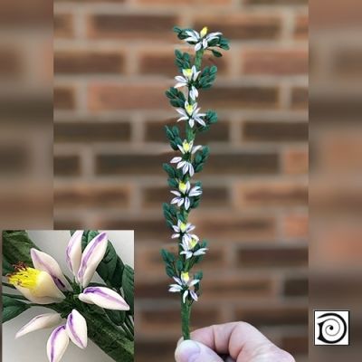 Climbing White & Purple Clematis , 24 cm tall                       