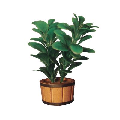 Double Rubber Plant