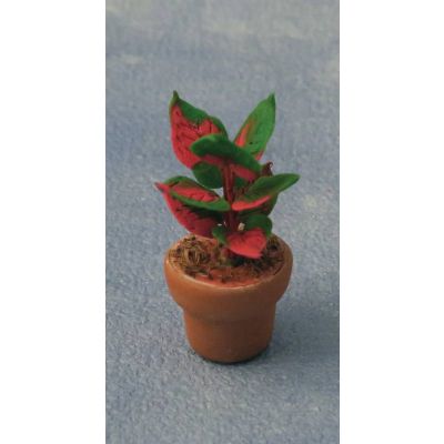Coleus in Pot
