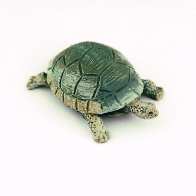 Tortoise